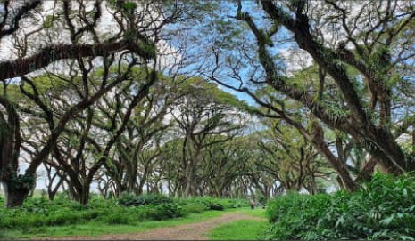 View from De Djawanta forest. Picture : Aldi Santoso